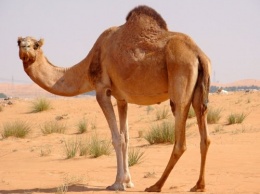 Ученые нашли лекарство от рака в организме верблюдов