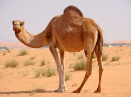 Ученые: Верблюды станут своеобразным «лекарством» от рака