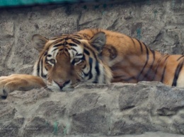 В Ленинградском зоопарке тигрица покинула вольер