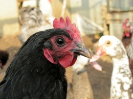 В Японии забьют 210 тысяч кур из-за вспышки птичьего гриппа