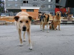 Бродячими собаками в городе займется благотворительный фонд