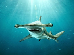 В дельфинарий Новосибирска привезли редчайшую акулу-молот