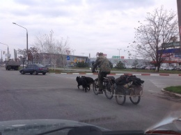 Запорожец ездит по городу на собаках (Фотофакт)