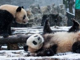 Панда пыталась "оседлать" снеговика (видео)