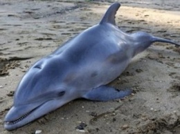 Ученые заявили, что дельфины гибнут из-за контакта с людьми