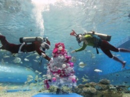 Крымчанам предлагают встретить Новый год под водой в Черном море