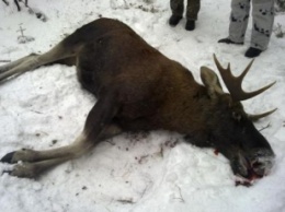На Черниговщине из-за незаконной охоты могут исчезнуть лоси