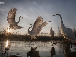 Победители конкурса фотографии природы National Geographic 2016