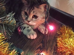 Пользователи показали, что общего у котов и новогодней елки