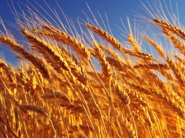 Украина экспортировала 21,2 млн тонн зерновых