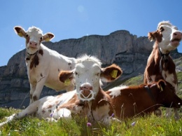 Швейцарская армия поможет коровам