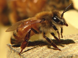 Ученые-энтомологи обнаружили 9 новых видов муравьеподобных пустынных пчел