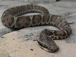 Ученые выяснили причины агрессии змей по отношению к людям
