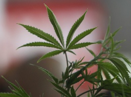 Грузия приступила к легализации марихуаны