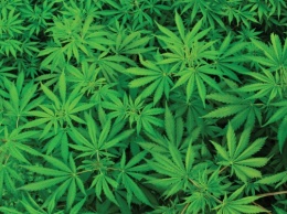 В Грузии КС полностью узаконил употребление марихуаны