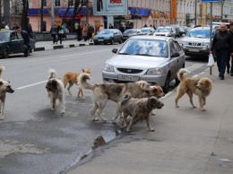 Злые и опасные: в Турции собаки "порвали" авто
