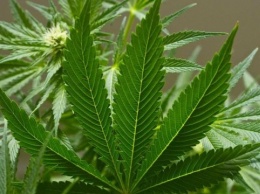 В Грузии разрешили курение марихуаны