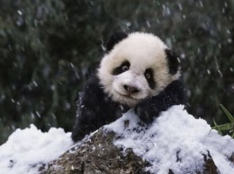 Китайские панды спасены от вымирания