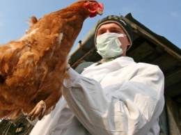 В Китае прекращают торговлю курицей из-за птичьего гриппа
