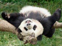 Китайским пандам больше не грозит вымирание
