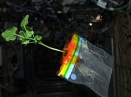 Ученые: Огурцы, выращенные на МКС, показывают влияние гравитации на растения