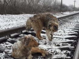 Собака два дня пролежала на рельсах, прикрывая раненую подругу (фото, видео)