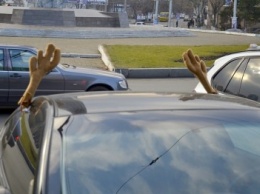 Одесситов веселит рогатый автомобиль, как олень Санта Клауса (ФОТО)
