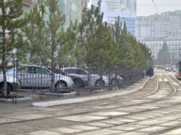 В Одессе на площади 10 Апреля высадили сосны (ФОТО)