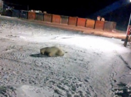 В Якутии вахтовики-живодеры медленно убивали медведя грузовиками