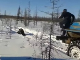 В Якутии нелюди на «Уралах» догнали и задавили медведя: видео