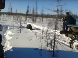 Жуткий ролик с россиянами, давящими медведя, возмутил соцсети