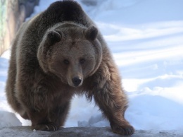СК возбудил дело по факту расправы над медведем в Якутии