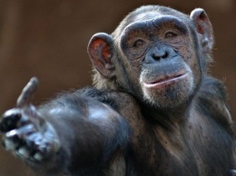 Ученые узнали, почему обезьяны не разговаривают