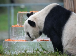 В Китае умер самый старый в мире самец панды Пан Пан