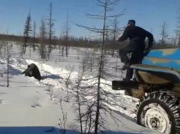 Садистское убийство медведя в России: появилось видео допроса подозреваемого