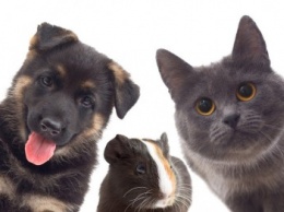 В Крыму утвержден Порядок регистрации домашних животных