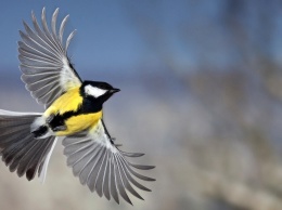 Ученые выяснили, что глобальное потепление вызывает раннюю миграцию птиц