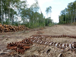 Ученые из России выяснили, как вырубка лесов влияет на атмосферу