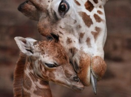 В британском зоопарке родился малыш редкой жирафы