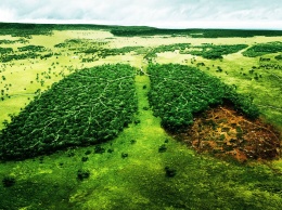 Российские ученые предупреждают об угрозе массовой вырубки лесов