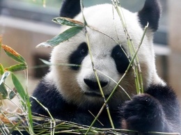 В Китае панда сломала мужчине обе руки