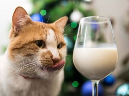Кот Мостик готовится к новогоднему застолью. Самый популярный кот в Крыму выбирает черноморские деликатесы