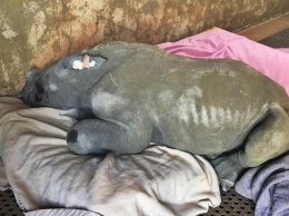 Браконьеры оставили 2-месячного носорога без матери. Мужик, нашедший его, разревелся, как ребенок