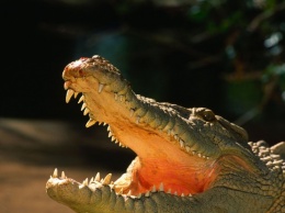 В Таиланде крокодил искусал туристку