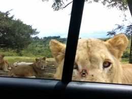 Опасное сафари: лев привел в ужас пассажиров, открыв дверь автомобиля - видео