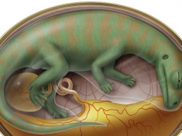 Палеонтологи выяснили, как быстро динозавры вылуплялись из яйца