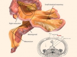 Ученые классифицировали новый орган внутри человеческого тела