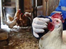 В Китае зафиксирован еще один случай птичьего гриппа