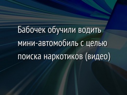 Бабочек обучили водить мини-автомобиль с целью поиска наркотиков (видео)