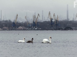 Запорожцы неделю наблюдали лебедей возле пляжа